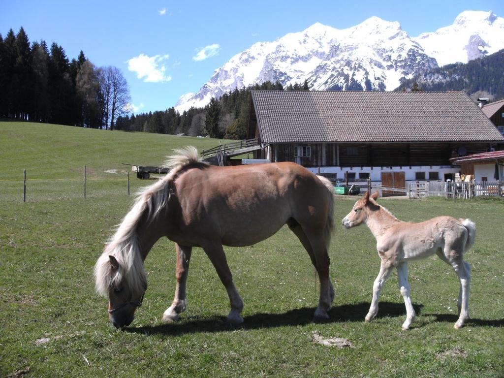 Willa Haslehnerhof Ramsau am Dachstein Zewnętrze zdjęcie